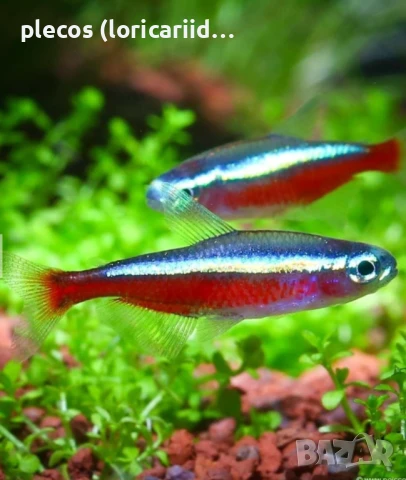 Червен неон, снимка 2 - Рибки - 51230493