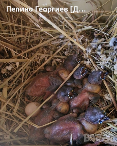 Гулдови Амадини, снимка 8 - Амадини - 53904009