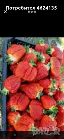 Продавам разсад ягоди и малини , снимка 9 - Сортови семена и луковици - 53738570