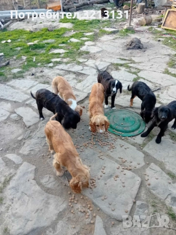 Английски кокер 