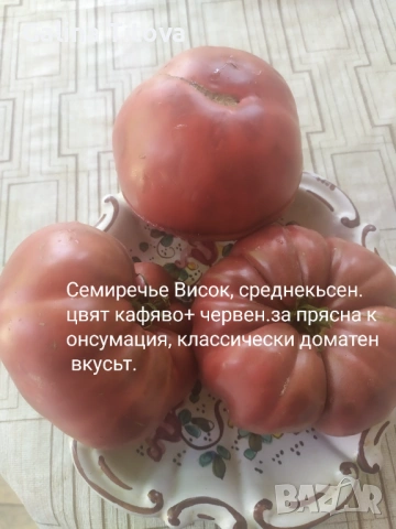 Продавам семена домати 55 сорта, снимка 6 - Сортови семена и луковици - 53097136