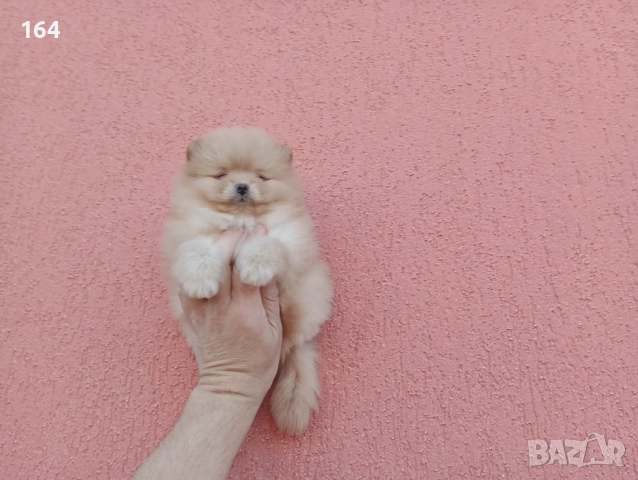 Мъжки Померани. Реални снимки ! , снимка 6 - Померан - 52605726