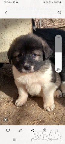 Българско овчарско куче , снимка 7 - Каракачанска овчарка - 52644548