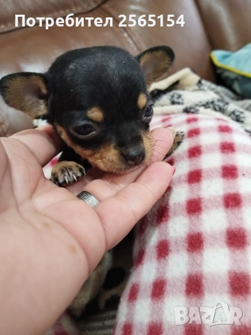 Пинчерчета 