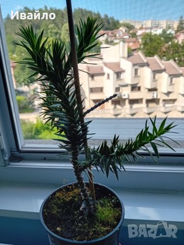 Araucaria araucana - Чилийски бор, снимка 1 - Градински цветя и растения - 44902149