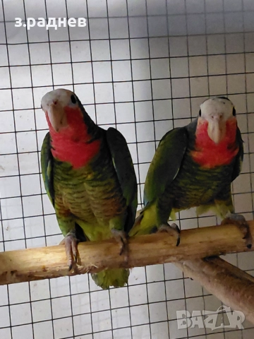 Кубинска амазана двойка, снимка 4 - Папагали - 52127757