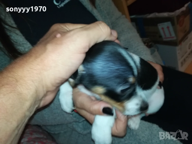 ДЖАК РЪСЕЛ БЕБЕШОЦИ 40 ДЕНА 0210251842, снимка 18 - Джак ръсел териер - 51924045