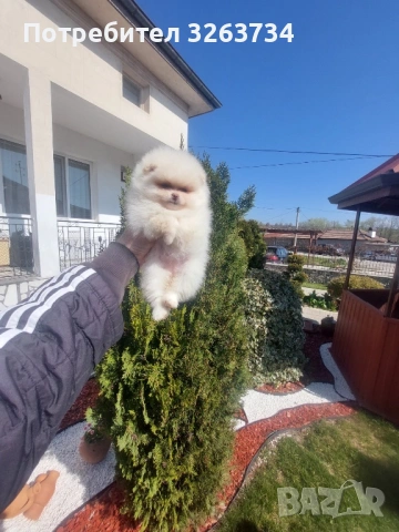 Игриви момиче и момче на 50 дни