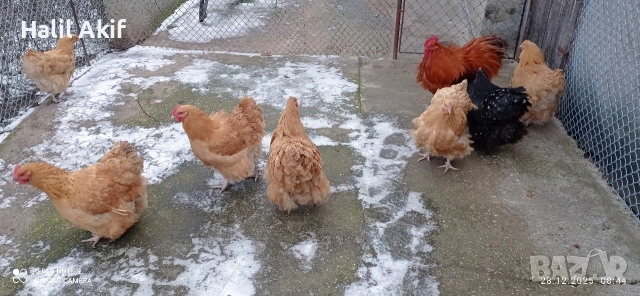 Орпинктон 1 петел със 6 ярки