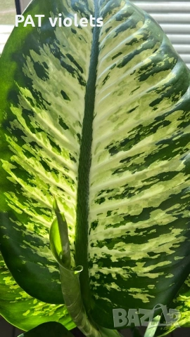 дефинбахия, снимка 2 - Стайни растения - 53731266