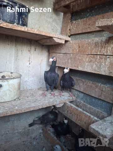 Гълаби кариери 