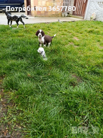 ШПРИНГЕР шпанол