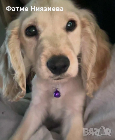 Английски кокер шпаньол 