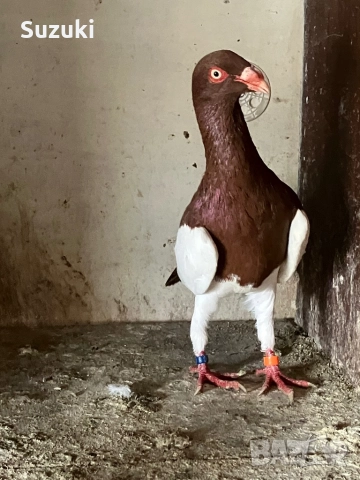 Гълъби - Датски летачи и Спортни пощенски, снимка 17 - Гълъби - 52565161