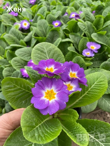 Иглика ( примула ) ТОП ЦЕНА, снимка 4 - Градински цветя и растения - 53356989