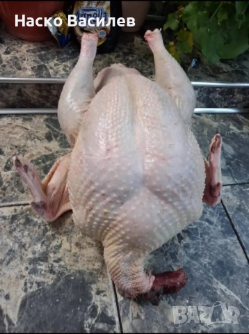 свободни домашни пуйки  мъжки 150лв женска 130 гр.хасково , снимка 2 - Патици и гъски - 52553500