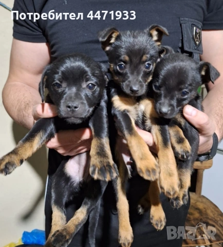 Пинчерчета на 60 дена