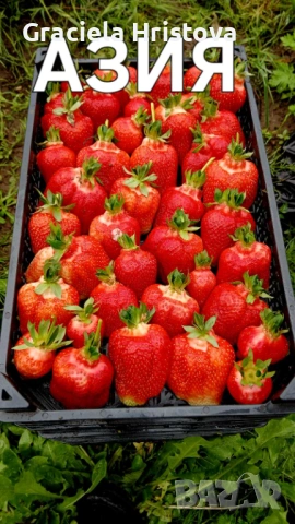Продавам здрав разсад ягоди , снимка 14 - Градински цветя и растения - 53912419