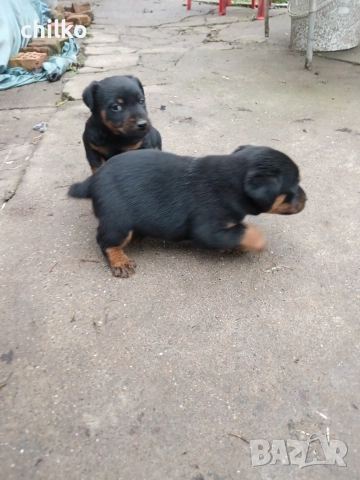 ягдтериер, снимка 11 - Ягдтериер - 52787759