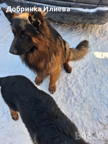 Продавам елитни немски овчарки, на 4 месеца, две ваксини, обезпаразитени., снимка 7 - Немска овчарка - 53387270