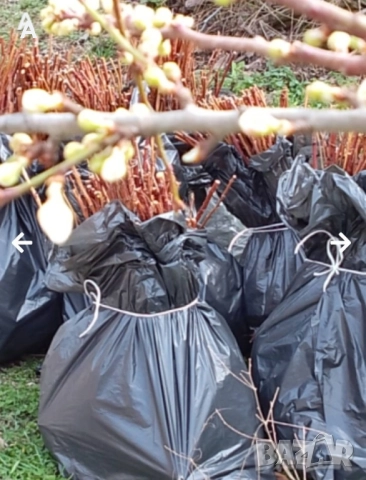 Продавам разсад малини сорт Херитидж, снимка 6 - Разсади - 51203461