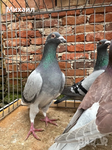 Пощенски гълъби, снимка 4 - Гълъби - 53659059