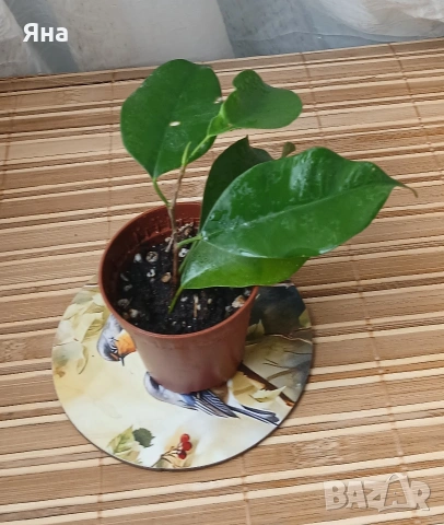 Мини растения - епипремнуми, дяволски бръшлян,монстера, сингониум, фикус бенджамин, снимка 9 - Стайни растения - 53712548