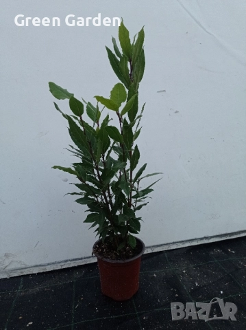 Дафинов лист, снимка 2 - Градински цветя и растения - 52165098