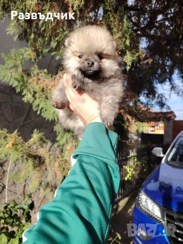 Мини-шпиц померан бебета, снимка 2 - Немски шпиц - 52583622