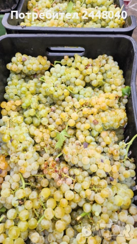  Грозде Памид Мерло Каберне и други, снимка 1