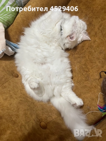 Продавам Ангора, снимка 10 - Ангорски - 52923611