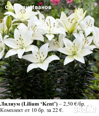 Лилиум (Lilium ‘Kent’) - грудки
