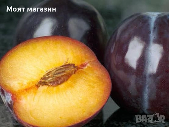 Слива Пламкот (Сливо-кайсиев хибрид), снимка 5 - Градински цветя и растения - 53626808