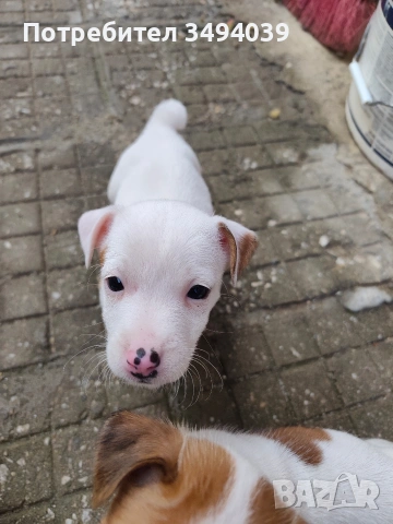 Джак Ръсел Териер , снимка 4 - Джак ръсел териер - 54012486