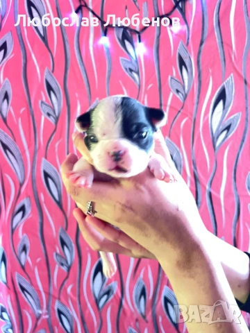 Френски булдог , снимка 5 - Френски булдог - 53639444