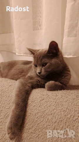 Женска британска котка, снимка 2 - Британска късокосместа - 52580253