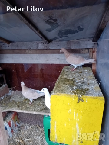 6 чифта китайски чайки 1 чифт лимонови пощенци и 1 чифт чисто бели пощенци 1 чифт индиски палуни и 2, снимка 3 - Гълъби - 52650003