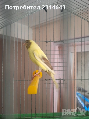 Канари , снимка 3 - Канари - 53692376