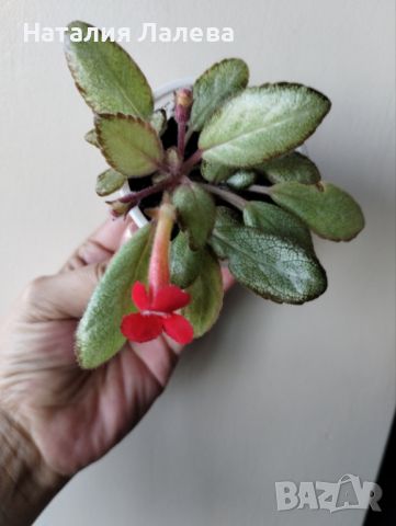 Еписция, episcia silver skies, снимка 2 - Стайни растения - 46581694