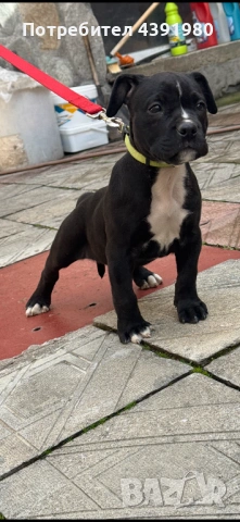 Женски питбул на 2 месеца , снимка 3 - Питбул - 53646341