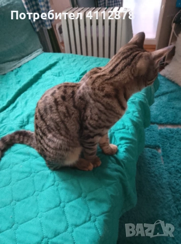 Домашно мъжко коте на 7мес., снимка 6 - Други - 53455464