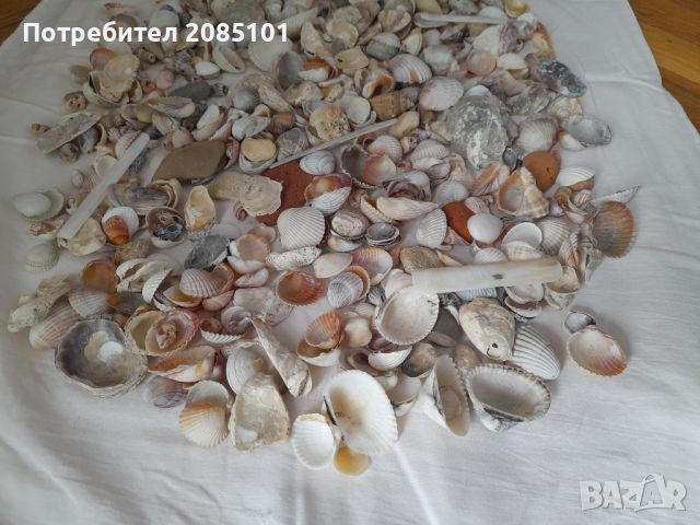 Морски мидички, рапанчета, камъчета, снимка 3 - Други стоки за дома - 45780153