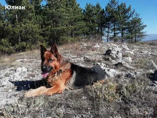 Елитна мъжка немска овчарка, снимка 5 - Немска овчарка - 52344385