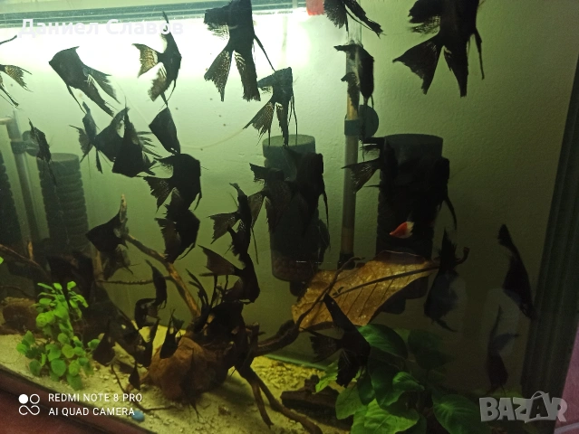 Черни воални ангели