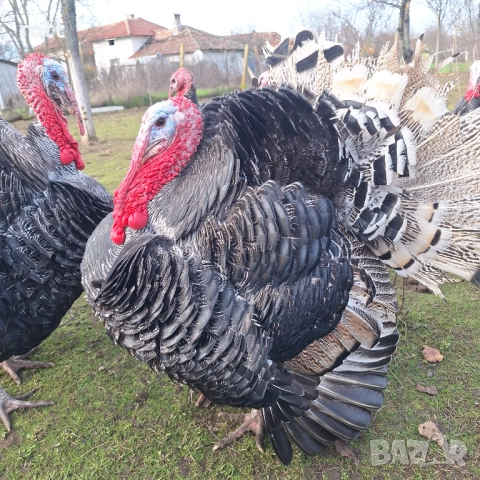 Пуйки, снимка 4 - Кокошки и пуйки - 52926900