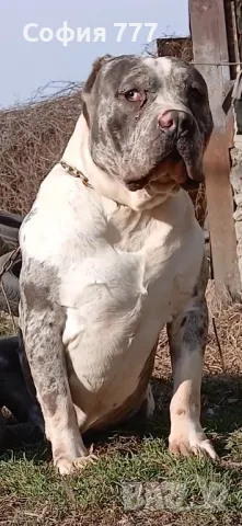 топ малки страхотни бебета от добри родители, снимка 16 - Питбул - 50029436