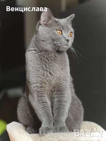 Британски котета, снимка 7 - Британска късокосместа - 45471648
