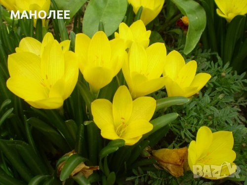 🌼🌼🌼Щенрбергия 🌼жълт минзухар🪷🎁🌼