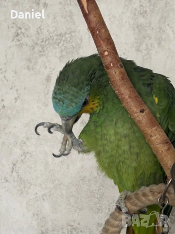 Амазонски папагал , снимка 3 - Папагали - 53760565