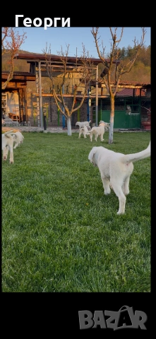 Алабай (Средноазиатска овчарка), снимка 7 - Алабай - 54258626